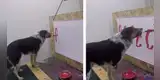 Hombre enseña a su perro a dibujar y este sorprende con su talento para la pintura [VIDEO]