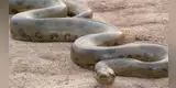 Jóvenes se cruzan con una anaconda gigante y pasan el susto de sus vidas [VIDEO]