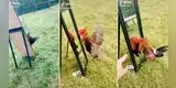 Gallo se pelea con su propio reflejo y su reacción hace reír a miles [VIDEO]