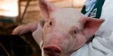 Virus captado en cerdos de China no arriesga producción porcina en el Perú, asegura Senasa