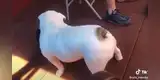 Perrito la rompe bailando ‘perreo’ y cautiva con singulares pasos a usuarios de TikTok [VIDEO]