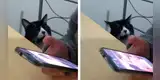 Gatito rompe en llanto al escuchar canción de Ana Gabriel interpretada por su dueña [VIDEO]