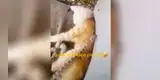 Gatito estaba recibiendo unos mimos sin imaginar que venían de una serpiente [VIDEO]