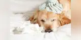 Cómo curar de un resfriado a tu perro