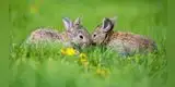 Día Internacional de la Vida Silvestre: ¿Por qué se conmemoran a los animales no domésticos?
