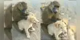 Mono enternece a miles al ayudar a un perrito a mantenerse limpio y sin pulgas [VIDEO]