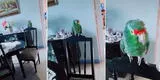 Lorito sorprende a su dueño cantando 'El hombre que yo amo' de Myriam Hernández [VIDEO]