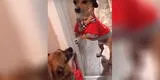 Chihuahuas interpretando canción de Pimpinela la rompen en TikTok [VIDEO]