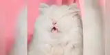 Moet, la gata que ha enamorado a todos en Instagram por su singular apariencia [VIDEO]