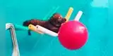 Perrito flotando en una piscina muy relajado cautiva a todos [VIDEO]