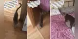 Gatita le 'exige' a su dueña que deje TikTok y la acompañe a dormir [VIDEO]