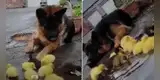 Perro cuida a pequeños patitos abandonados en la calle y gesto conmueve las redes [VIDEO]