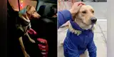 La verdad sobre ‘Firuco’, el perro que 'esperó a su dueño' afuera del Hospital Almenara [VIDEO]