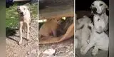 Perrita sin hogar escondió a sus bebés para protegerlos de las personas [VIDEO]