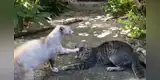 Gato visita a su ‘pareja’ después de meses y ella le grita a través de peculiares maullidos [VIDEO]