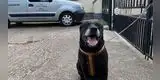 Sujeto abandona a su perro con una nota: “Me dejó después de 10 años porque no aprendí a ser bueno”