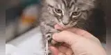 ¿Cuándo cortar las uñas a mi gato?