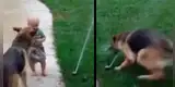 Perro protege a su pequeño dueño de un 'peligroso' aspersor de agua para que no se mojara [VIDEO]