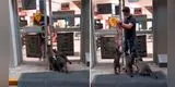 Mapaches 'intervienen' a clientes de una tienda para pedirles comida [VIDEO]