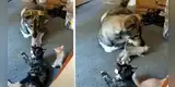 Perro tiene conmovedora reacción al conocer a los bebés de una gata [VIDEO]