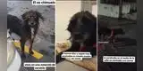 Conoce a 'Chimuelo', un perro maltratado que se orinaba cada vez que veía a una persona [VIDEO]