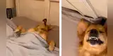 Travieso perro duerme en la cama de su dueño y él lo descubre en una peculiar pose [VIDEO]