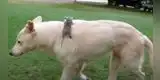 Perro adopta a una bebé zarigüeya que sobrevivió luego de perder a su madre [VIDEO]