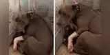 Perrita cree que será llevada a la perrera y tiene desgarradora reacción [VIDEO]