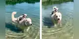 Perrito ayuda a nadar a su ‘amigo’ que le teme al agua y enternecen las redes [VIDEO]