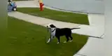 Perro se cansa de esperar a su dueño y decide sacarse a pasear él mismo [VIDEO]