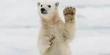 Instagram: Curioso oso polar bebé levanta la pata para saludar a expedicionarios [FOTOS]