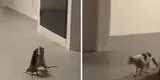 Gato observa tranquilo la brutal pelea entre dos ratas para poder cazar a la ganadora [VIDEO]