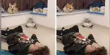 Joven finge desmayarse delante de sus mascotas y ellos lo ignoran por completo [VIDEO]