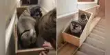 Mujer diseña elevador para ayudar a sus perros ancianos a subir y bajar las escaleras [VIDEO]