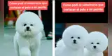 Lleva a su perro a la veterinaria para un ‘cambio de look’ y queda irreconocible [VIDEO]