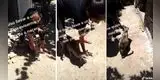 Gatita lleva a su dueña a un nido de aves para 'avisarle' que dará a luz [VIDEO]