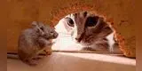 Gato adopta a un ratón y lo trata como si fuera su bebé [VIDEO]