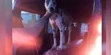 Perro se sube al féretro de su amo muerto por COVID-19 y conmociona las redes [VIDEO]