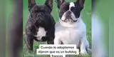 Pensó que había adoptado a un bulldog francés, pero al final descubrió la verdad [VIDEO]