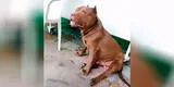Pitbull tiene graciosa reacción al escuchar a su dueña decir que se lo ‘iban a comer’ [VIDEO]