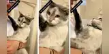 Joven le dice a su gato que lo va a bañar y este sorprende con su singular respuesta [VIDEO]