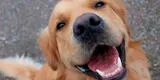 Perrito “sonriendo” mientras lo acarician cautiva las redes sociales [VIDEO]