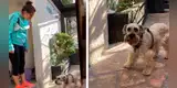 Dueña reprende a su perro como si fuera su hijo y desata la risa de miles en Facebook [VIDEO]