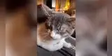 Gato no soporta que las personas estornuden y así lo demuestra [VIDEO]