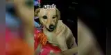 Perrita tiene furiosa reacción al ver cómo su hermano se roba su comida [VIDEO]