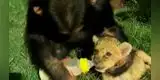 El video más tierno del día: Mona alimenta a pequeño león con biberón de leche [VIDEO]
