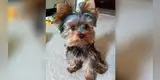 Cachorro se vuelve todo un escapista y video asombra a todos [VIDEO]