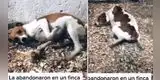 Perrita víctima de maltrato se arrastra en el suelo al ver a una persona [VIDEO]