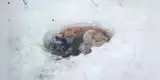 Perrita es hallada en medio de la nieve tratando de proteger a sus cachorros del frío