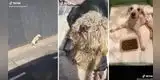 Perrito es encontrado con la columna fracturada en medio de una carretera [VIDEO]